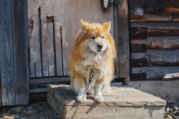 Tranquilo perro encadenado rural cerca de granero de madera mirando