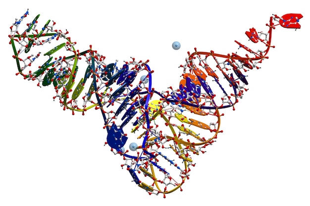 Transfer Ribonukleinsäure von Hefe. 3D-Molekülstruktur