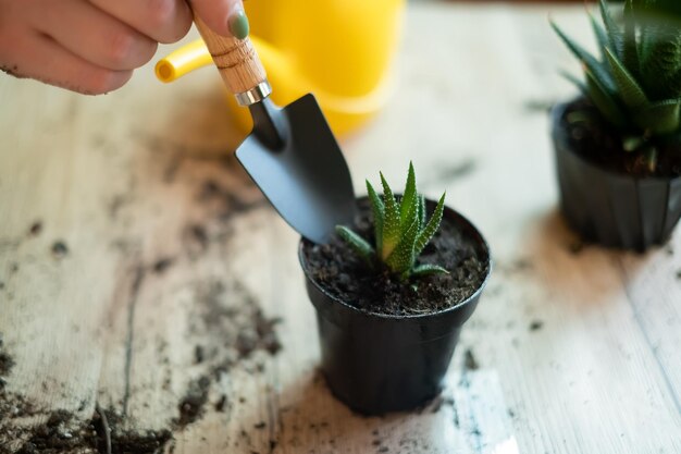 Transferencia de plantas a otra maceta, primer plano de un jardinero con herramientas de jardín en la mano