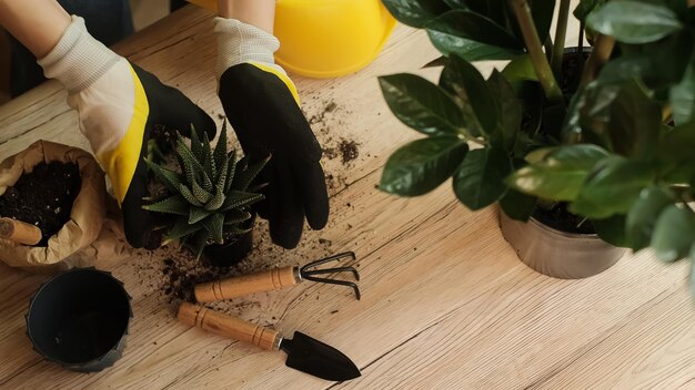 Transferencia de plantas a otra maceta, primer plano de un jardinero sosteniendo una flor en la mano