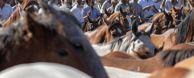 Transferencia de yeguas es un evento ganadero en El Rocio Huelva España En español llamado Saca de Yeguas