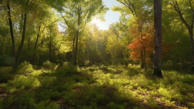 La transformación de un bosque de hoja caduca del verano al otoño