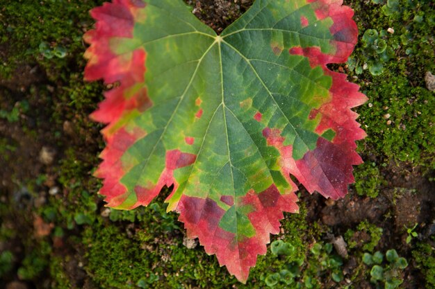 Transformación del color de una hoja, verde a rojo