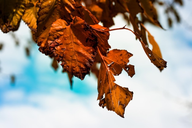 Transformación del otoño, hojas color café que caen de los árboles.