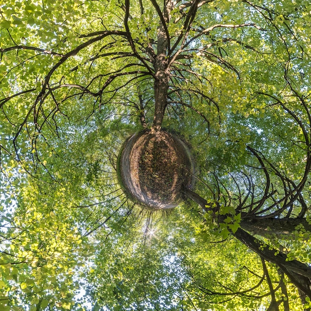 Transformación de planeta diminuto de panorama esférico 360 grados Vista aérea abstracta esférica en bosque con ramas torpes Curvatura del espacio