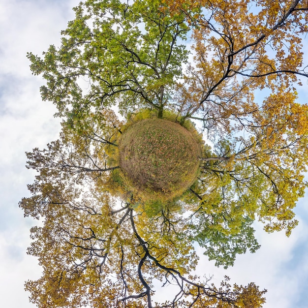 Foto transformación de planeta diminuto de panorama esférico 360 grados vista aérea abstracta esférica en robledal con ramas torpes en otoño dorado curvatura del espacio