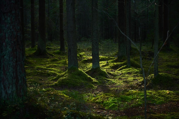 Transmisión de la luz del sol a través de un bosque de pinos