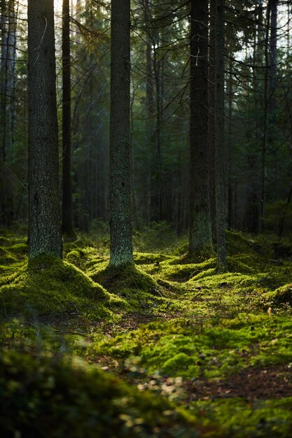 Transmisión de la luz del sol a través de un bosque de pinos