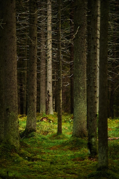 Transmisión de la luz del sol a través de un bosque de pinos