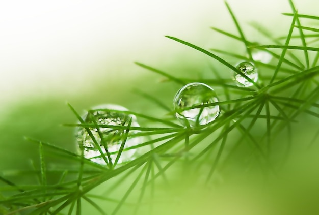 Transparente Wassertropfen auf einem Pflanzenzweig in Grüntönen im Makro