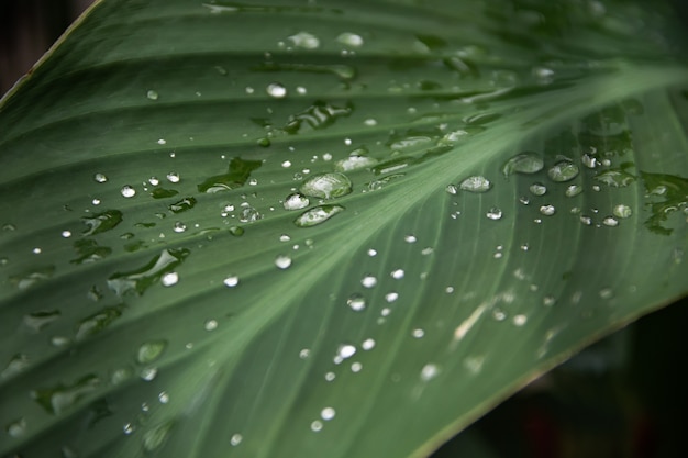 Transparentes Regenwasser auf einem grünen Blatt einer Canna-Pflanze.