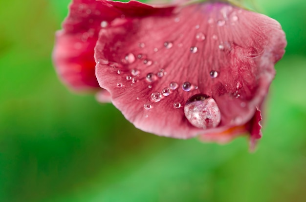 Transparentes Wasser fällt auf Blütenblätter einer Blume im Freien.