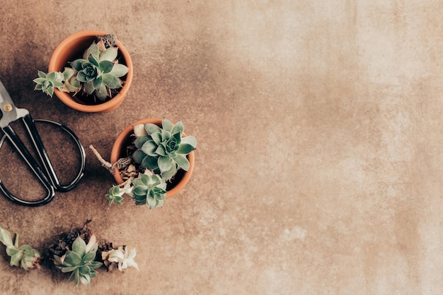 Transplantando plantas de casa cuidando de suculentas Plantas verdes em vasos