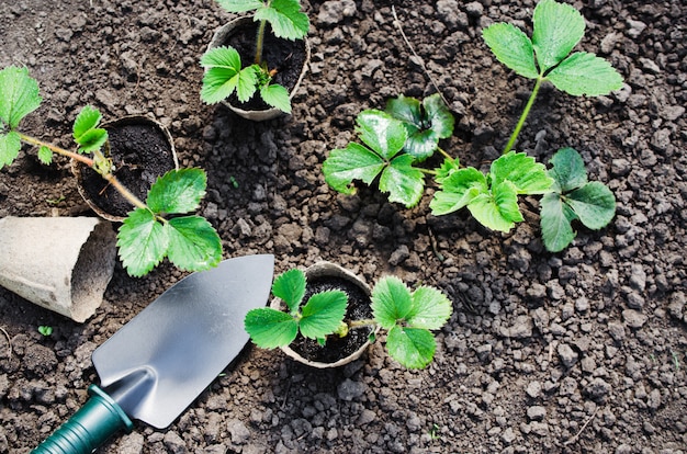 Transplantando Plantas De Morango.