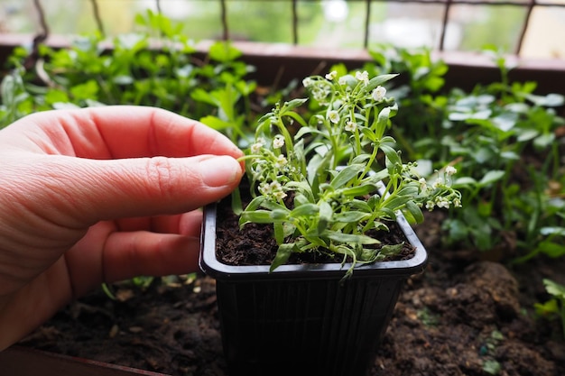 Transplantando um alyssum de um vaso de plástico para uma caixa de flores na varanda Uma mulher está segurando mudas Alyssum é um gênero de mais de cem espécies de plantas com flores da família Brassicaceae