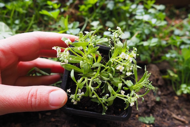 Transplantando um alyssum de um vaso de plástico para uma caixa de flores na varanda Uma mulher está segurando mudas Alyssum é um gênero de mais de cem espécies de plantas com flores da família Brassicaceae