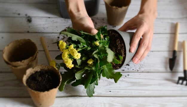 transplantando uma flor kalanchoe de um vaso temporário para um permanente jardinagem