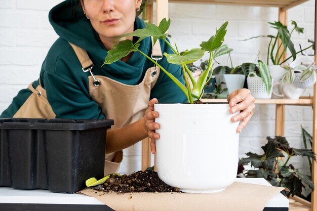 Transplantando uma planta caseira Philodendron em um novo vaso Uma mulher planta um talo com raízes em um novo solo Cuidados e reprodução de uma planta em vaso closeup de mãos