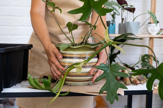 Transplantando uma planta caseira Philodendron em um novo vaso Uma mulher planta um talo com raízes em um novo solo Cuidados e reprodução de uma planta em vaso closeup de mãos