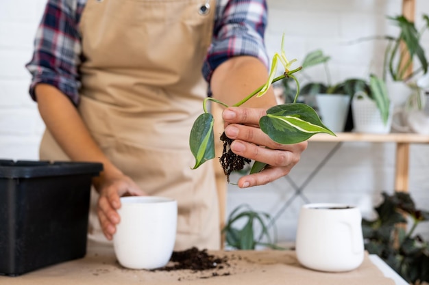 Transplantando uma planta caseira Philodendron scandens Brasil em um vaso com rosto Uma mulher planta um talo com raízes em um novo solo Cuidando de uma planta em vaso closeup de mãos