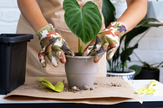 Transplantando uma planta caseira Philodendron verrucosum em uma panela Uma mulher planta um talo com raízes em um novo solo Cuidando de uma planta em vaso closeup de mãos