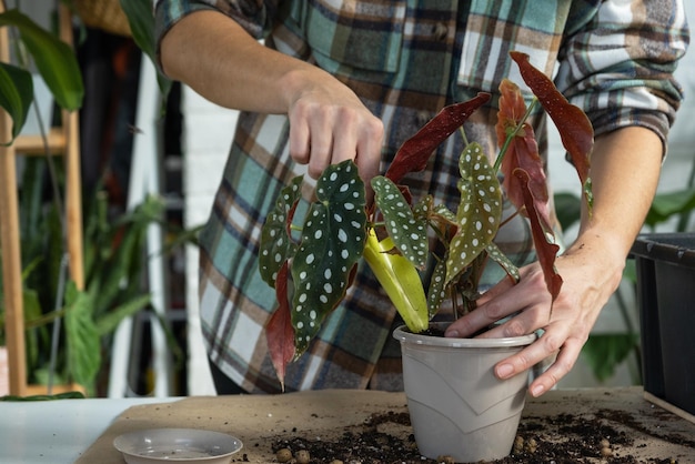 Transplantando uma planta doméstica Begonia maculata em um vaso com um rosto Uma mulher planta um caule com raízes em um novo solo Cuidando de um vaso de plantas com as mãos fechadas