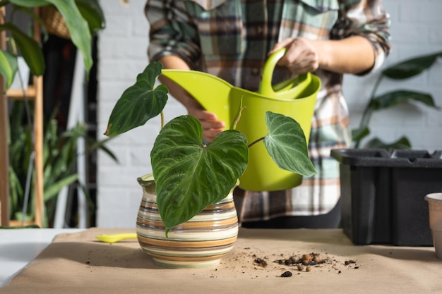 Transplantando uma planta doméstica Philodendron verrucosum em um novo vaso maior no interior da casa Cuidando de um vaso de plantas com as mãos fechadas