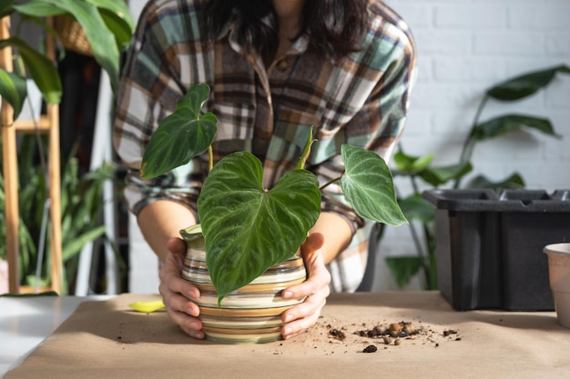 Transplantando uma planta doméstica Philodendron verrucosum em um novo vaso maior no interior da casa Cuidando de um vaso de plantas com as mãos fechadas