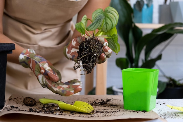 Transplantando uma planta doméstica rara Philodendron Mamei em um novo vaso Uma mulher planta um caule com raízes em um novo solo Cuidados e reprodução de uma planta em vaso closeup de mãos