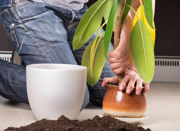 Transplantar uma planta