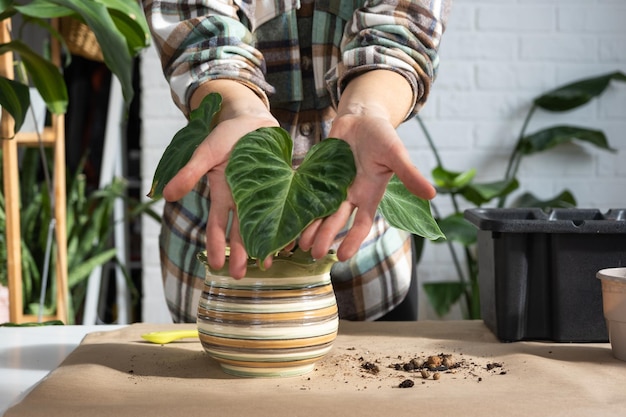 Transplantation einer heimischen Pflanze Philodendron verrucosum in einen neuen größeren Topf im Innenbereich Pflege einer Topfpflanze Hände Nahaufnahme