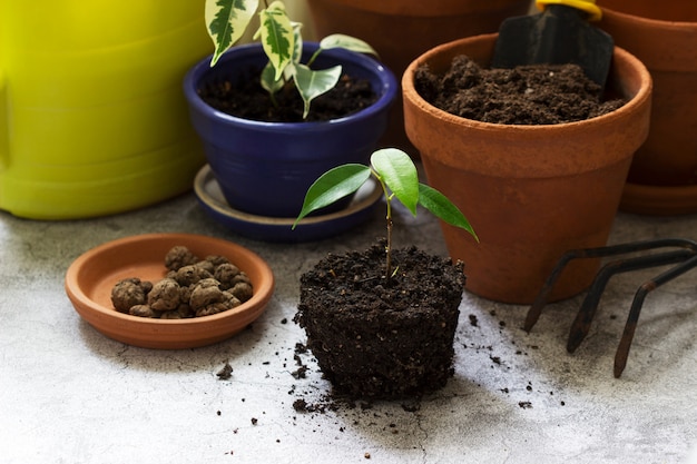 Transplantation von Ficus Benjamin in große Töpfe. Werkzeuge und Pflanzen auf der Oberfläche des Raumes.