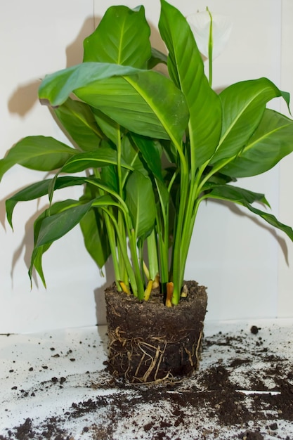 Foto transplante as flores em um vaso.