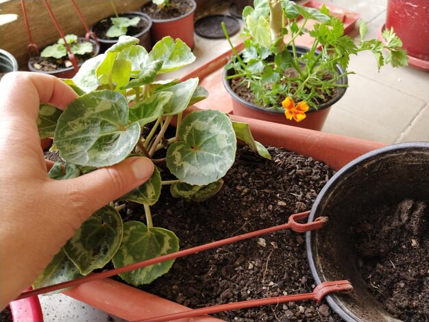 Transplante de ciclâmen em casa Mãos femininas trabalham com ferramentas de solo e vasos de flores Trabalho de primavera na varanda ou terraço Floricultura em casa e produção de culturas Folhas verdes raízes e tubérculos de ciclâmen