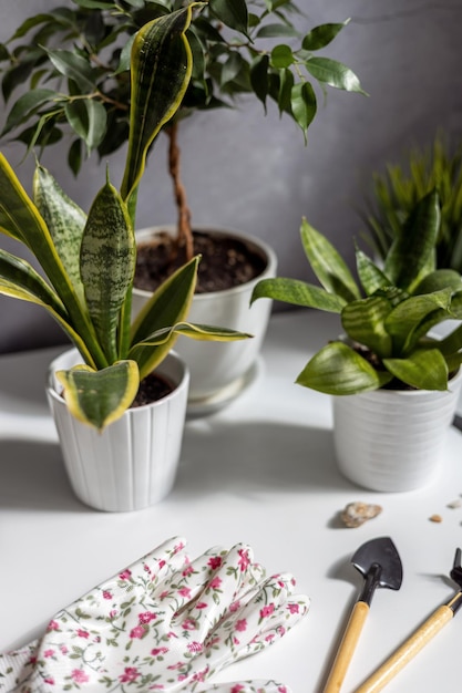 Transplante de flores em casa cuidados com as plantas