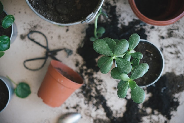 transplante de flores em casa estilo de vida photo