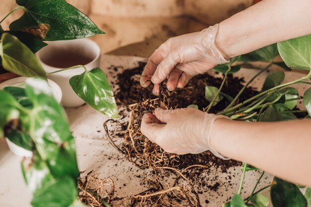 Transplante de flores em vasos novos