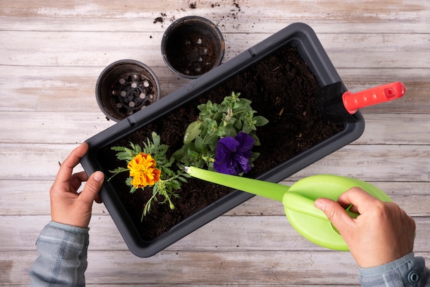 Foto transplante de flores sazonais na primavera