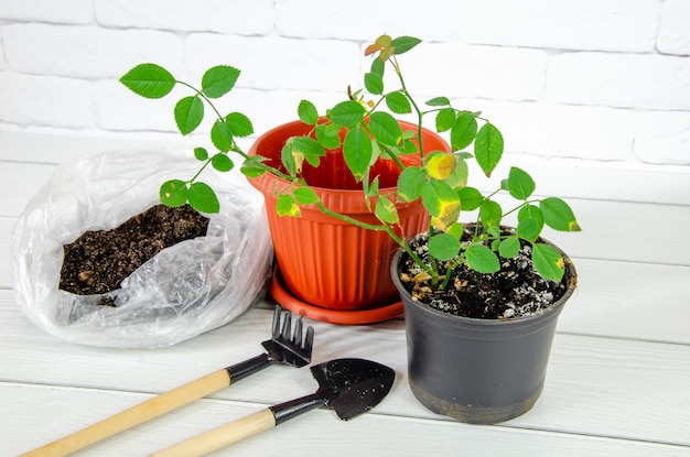 Transplante de mudas de rosas em um novo vaso usando ferramentas de jardinagem Tratamento de plantas de casa doentes