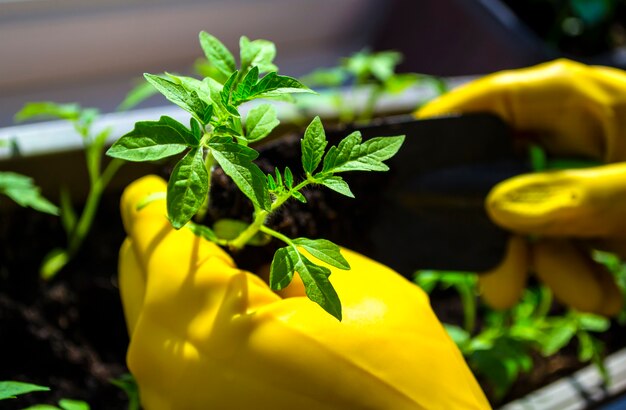 Transplante de mudas, mãos de mulheres em luvas amarelas, brotos de tomate