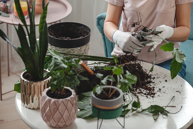 Transplante de planta, planta de casa para cuidar da mulher e planta de transplante