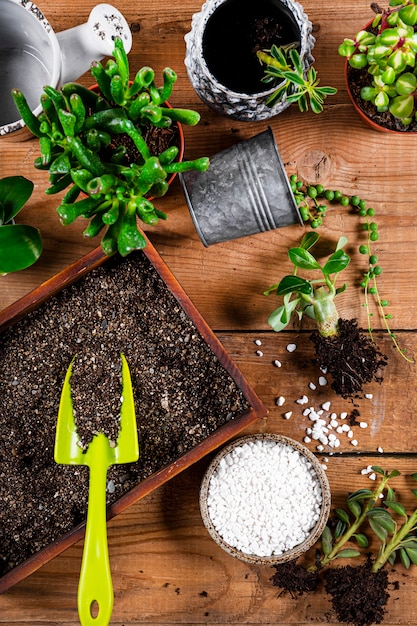 Transplante de plantas caseiras em vasos, vista superior. Banner do conceito de cuidados suculentos para web site. Foto de alta qualidade