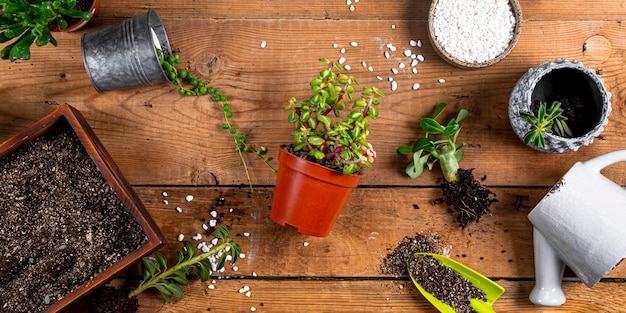 Transplante de plantas caseiras em vasos, vista superior. Banner do conceito de cuidados suculentos para web site. Foto de alta qualidade