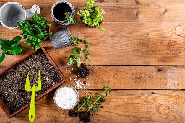 Transplante de plantas caseiras em vasos, vista superior. Conceito de cuidados suculentos no espaço livre de fundo de madeira para texto. Foto de alta qualidade