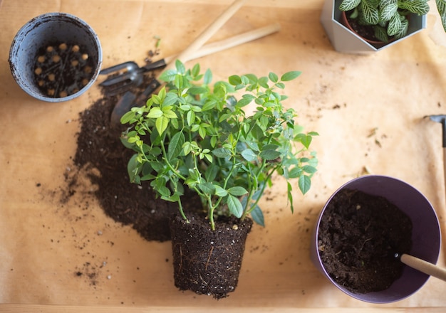 Transplante de plantas em raízes em casa