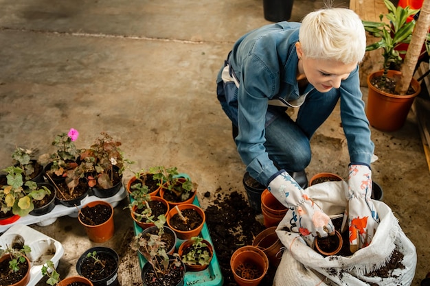 Transplante de plantas por jardineiro, cuidados por mulher, transplante de plantas de casa
