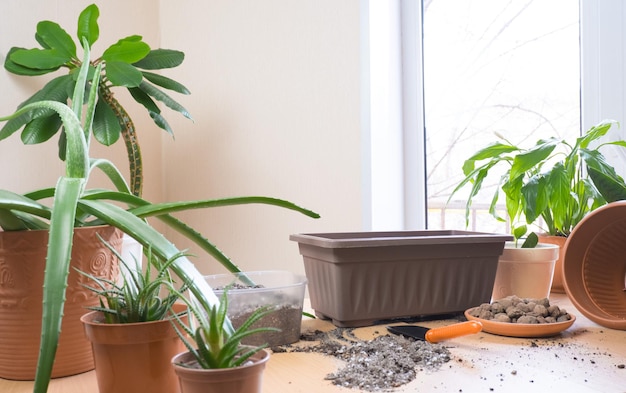 Transplante de primavera de plantas de interior na mesa estão escarlate haworthia spurge spathiphyllum para