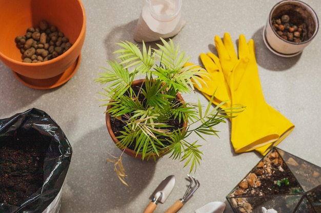 Transplante de uma planta de casa de Chamaedorea elegans em um vaso espaçoso. Cuidado com as plantas caseiras. Vista superior plana lay