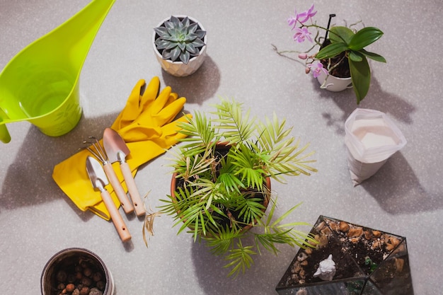 Transplante de uma planta de casa de Chamaedorea elegans em um vaso espaçoso. Cuidar das plantas caseiras