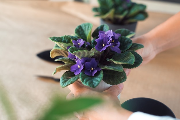 Transplante de una flor violeta senpolia
